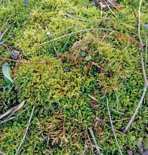 Kokedama de mousse naturelle pour décoration intérieure ou extérieure. Idéal pour apporter une touche verte et naturelle à votre espace avant le printemps. Facile à entretenir et esthétique.