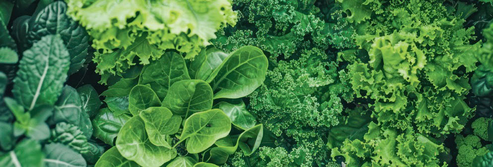 legumes feuilles
