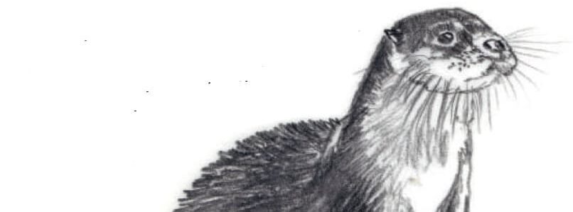 loutre d europe