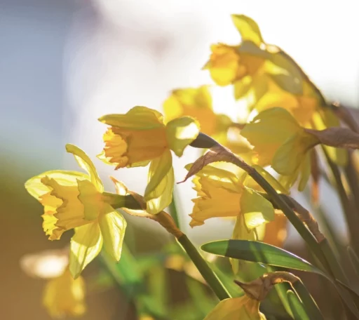 comment faire un jardin bio ?,bio-jardin,comment entretenir un jardin bio ?,au jardin bio,quelle terre pour jardin potager,jardin en biodynamie,jardin bio un moment pour soi,jardin bio produits,jardin bio petit bonheur,potager bio sans pesticide,jardin bio avis,jardin bio calme et sérénité,jardin bio etic,jardin biodiversité