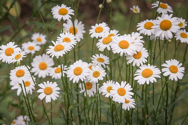 marguerites