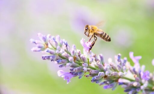 trucs et astuces de santé,trucs et astuces santé,trucs et astuces santé bien-être,trucs et astuces de grand-mère,trucs et astuces santé naturelle