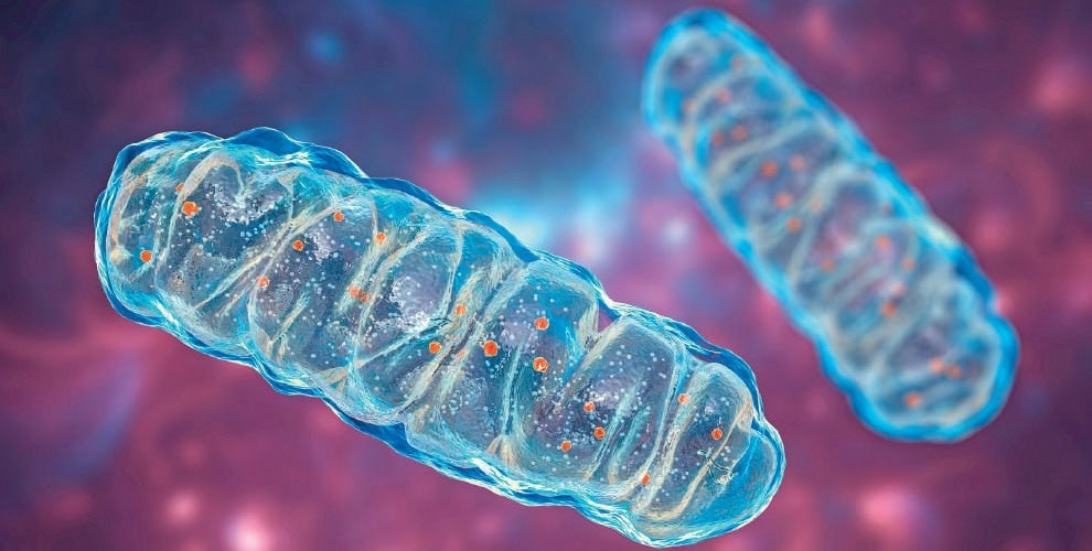 Bactéries intestinales illustrées en 3D, microbiote gut, santé intestinale, probiotiques, flore digestive, prévention des troubles digestifs.