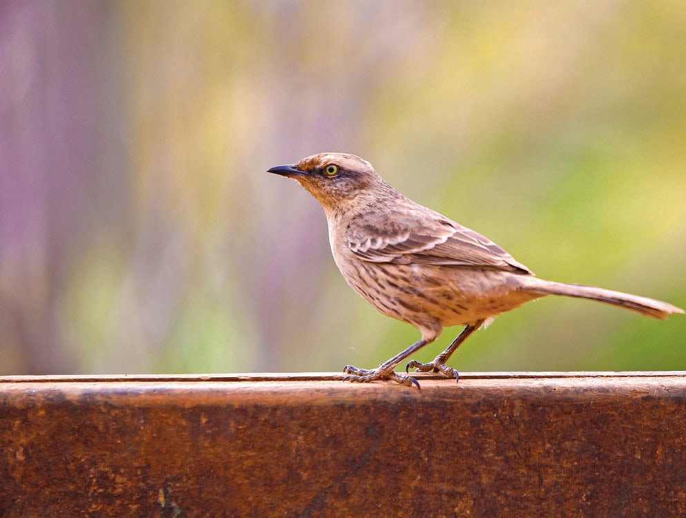 Oiseau ailé posé sur une surface en bois, symbole de la nature et de la liberté, illustrant l'importance des oiseaux dans la santé et l'écosystème.