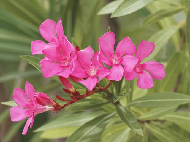 oleander