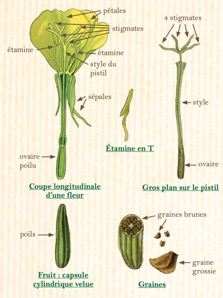 Onagre bisannuelle