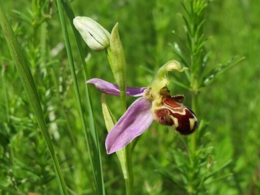 Orchidée sauvage en pleine nature avec ses pétales violets et sa structure unique, entourée de verdure luxuriante. Parfaite pour illustrer la biodiversité et la flore naturelle.