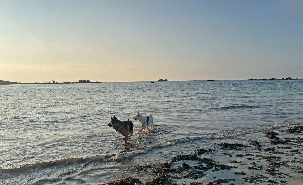 Chiens nageant dans la mer au coucher du soleil, promesse d'une sortie outdoor pour la santé et le bien-être animal.