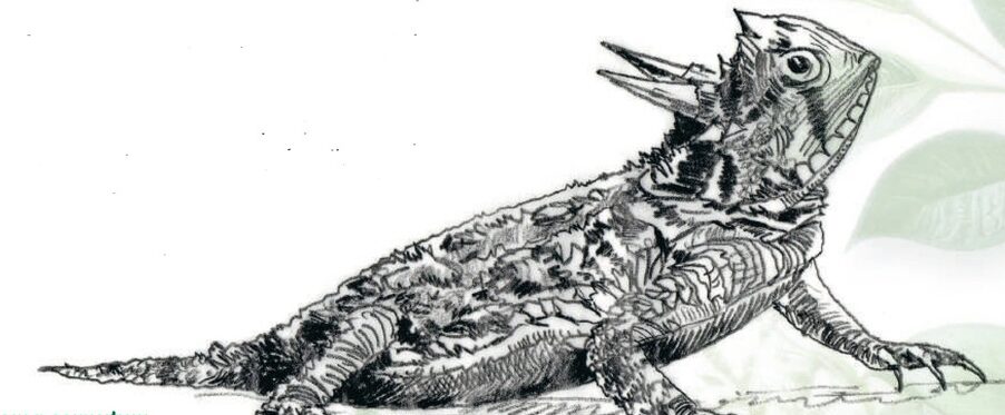 phrynosoma