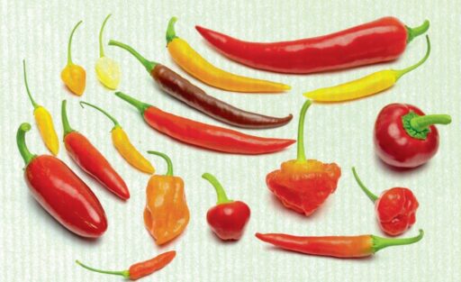 Épices et piments colorés pour alimentation saine et épicée, idéale pour booster votre santé et votre bien-être. Parfaites pour assaisonner vos plats avec saveur et vitalité.