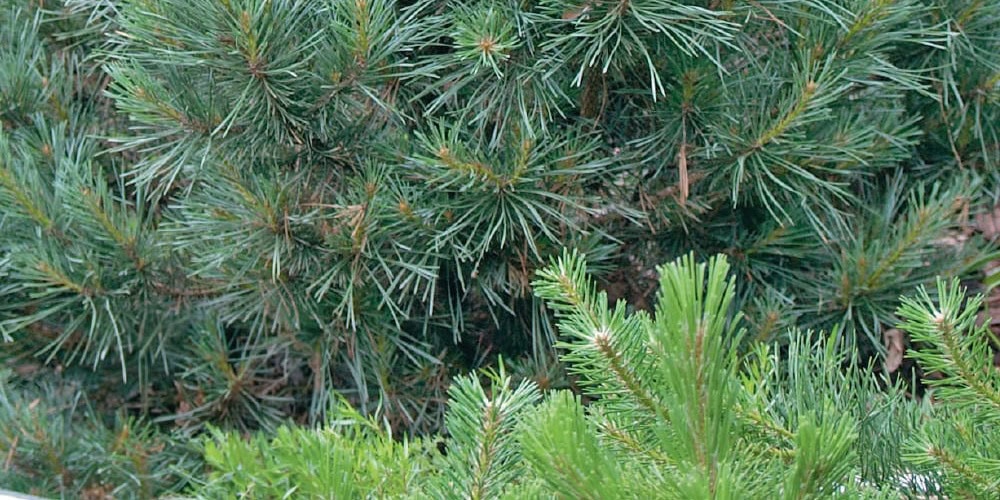 pin sylvestre