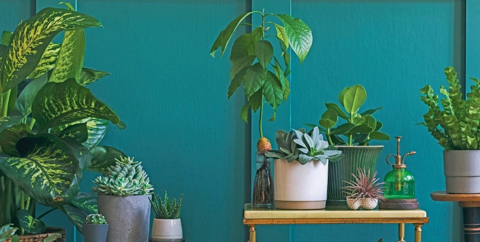 Fleurs et plantes vertes d'intérieur pour un espace de bien-être et de relaxation. Décoration naturelle et apaisante pour un environnement sain et zen.