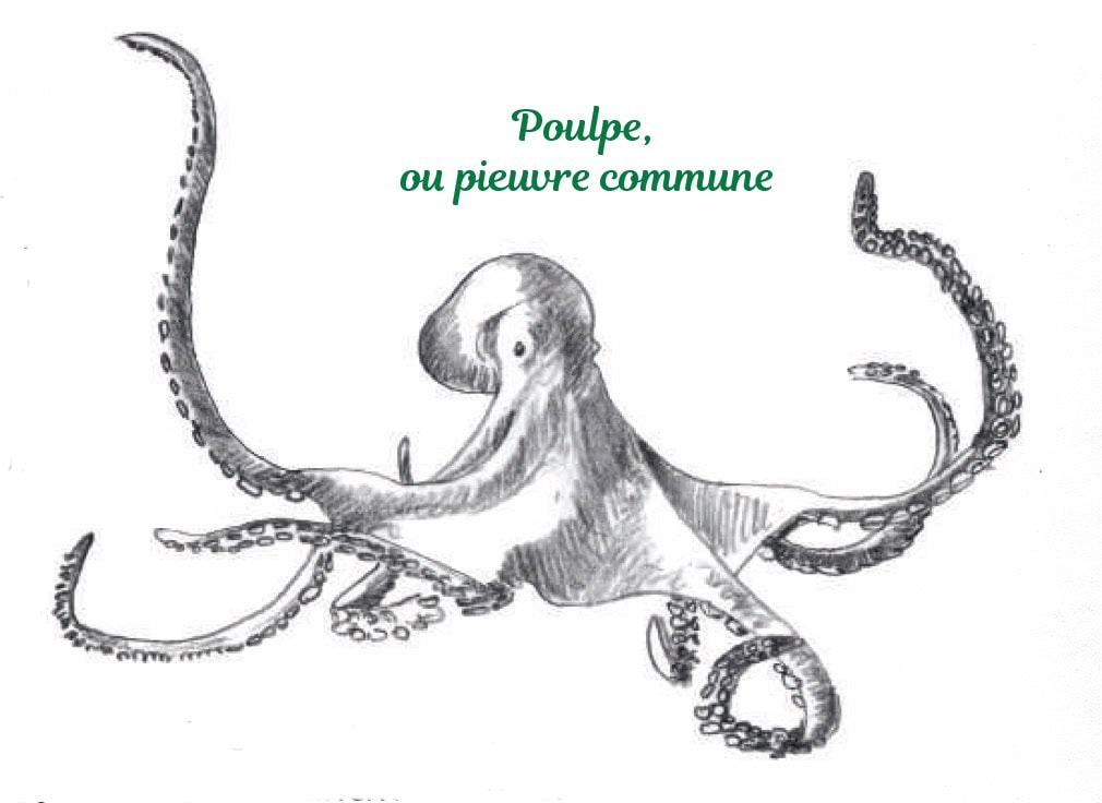 Poulpe ou pieuvre commune illustrée, mettant en évidence ses tentacules et sa tête, pour sensibiliser à cette espèce marine souvent confondue.