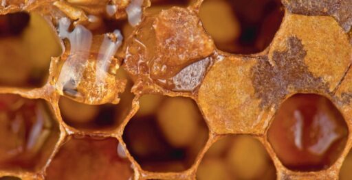 Ruche d'abeilles en gros plan avec miel doré coulant dans les alvéoles, illustrant la production naturelle de miel.
