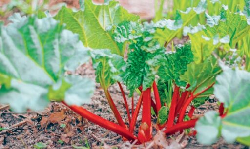 Traçage parfait des feuilles de rhubarbe, plante riche en antioxydants et fibre, cultivée pour ses tiges comestibles, dans un jardin naturel.