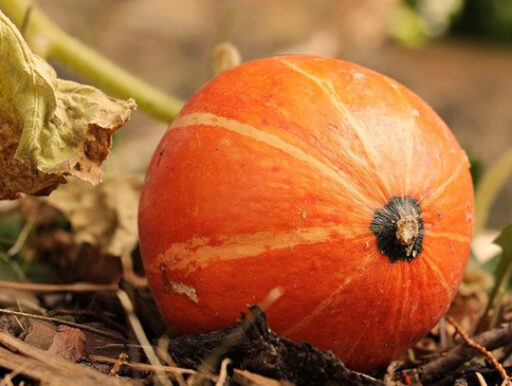 comment faire un jardin bio ?,bio-jardin,comment entretenir un jardin bio ?,au jardin bio,quelle terre pour jardin potager,jardin en biodynamie,jardin bio un moment pour soi,jardin bio produits,jardin bio petit bonheur,potager bio sans pesticide,jardin bio avis,jardin bio calme et sérénité,jardin bio etic,jardin biodiversité