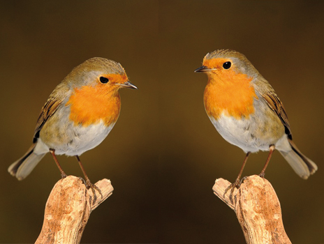 Oiseaux