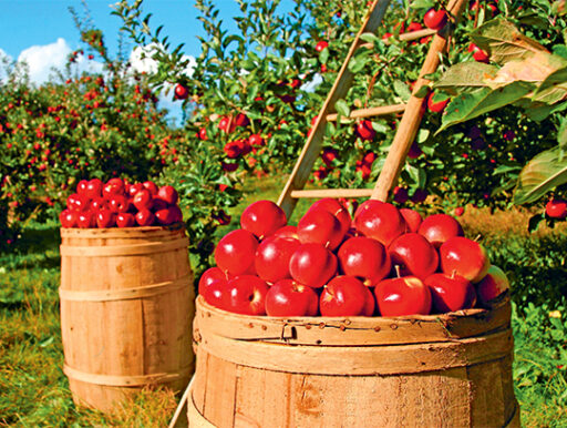 comment faire un jardin bio ?,bio-jardin,comment entretenir un jardin bio ?,au jardin bio,quelle terre pour jardin potager,jardin en biodynamie,jardin bio un moment pour soi,jardin bio produits,jardin bio petit bonheur,potager bio sans pesticide,jardin bio avis,jardin bio calme et sérénité,jardin bio etic,jardin biodiversité