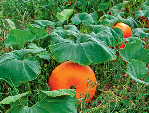 comment faire un jardin bio ?,bio-jardin,comment entretenir un jardin bio ?,au jardin bio,quelle terre pour jardin potager,jardin en biodynamie,jardin bio un moment pour soi,jardin bio produits,jardin bio petit bonheur,potager bio sans pesticide,jardin bio avis,jardin bio calme et sérénité,jardin bio etic,jardin biodiversité