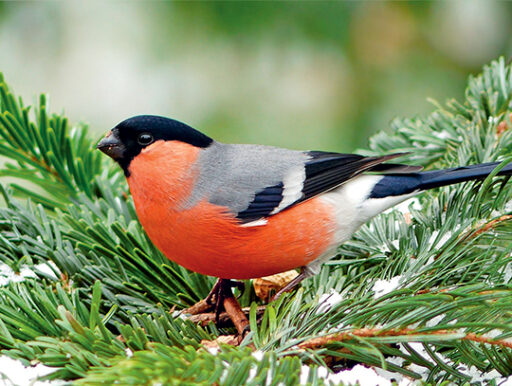 comment faire un jardin bio ?,bio-jardin,comment entretenir un jardin bio ?,au jardin bio,quelle terre pour jardin potager,jardin en biodynamie,jardin bio un moment pour soi,jardin bio produits,jardin bio petit bonheur,potager bio sans pesticide,jardin bio avis,jardin bio calme et sérénité,jardin bio etic,jardin biodiversité