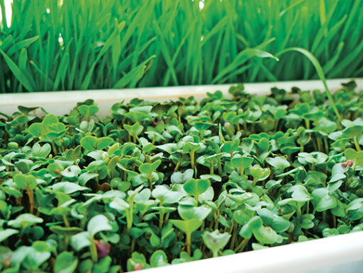 comment faire un jardin bio ?,bio-jardin,comment entretenir un jardin bio ?,au jardin bio,quelle terre pour jardin potager,jardin en biodynamie,jardin bio un moment pour soi,jardin bio produits,jardin bio petit bonheur,potager bio sans pesticide,jardin bio avis,jardin bio calme et sérénité,jardin bio etic,jardin biodiversité