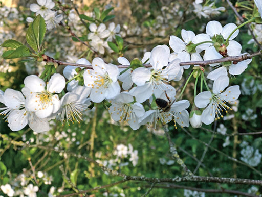 comment faire un jardin bio ?,bio-jardin,comment entretenir un jardin bio ?,au jardin bio,quelle terre pour jardin potager,jardin en biodynamie,jardin bio un moment pour soi,jardin bio produits,jardin bio petit bonheur,potager bio sans pesticide,jardin bio avis,jardin bio calme et sérénité,jardin bio etic,jardin biodiversité