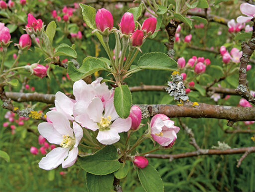 comment faire un jardin bio ?,bio-jardin,comment entretenir un jardin bio ?,au jardin bio,quelle terre pour jardin potager,jardin en biodynamie,jardin bio un moment pour soi,jardin bio produits,jardin bio petit bonheur,potager bio sans pesticide,jardin bio avis,jardin bio calme et sérénité,jardin bio etic,jardin biodiversité