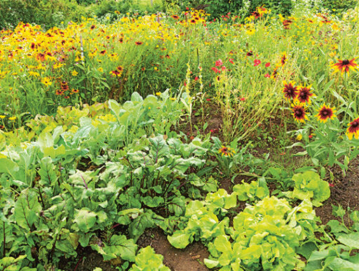 comment faire un jardin bio ?,bio-jardin,comment entretenir un jardin bio ?,au jardin bio,quelle terre pour jardin potager,jardin en biodynamie,jardin bio un moment pour soi,jardin bio produits,jardin bio petit bonheur,potager bio sans pesticide,jardin bio avis,jardin bio calme et sérénité,jardin bio etic,jardin biodiversité