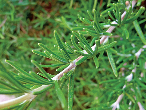 comment faire un jardin bio ?,bio-jardin,comment entretenir un jardin bio ?,au jardin bio,quelle terre pour jardin potager,jardin en biodynamie,jardin bio un moment pour soi,jardin bio produits,jardin bio petit bonheur,potager bio sans pesticide,jardin bio avis,jardin bio calme et sérénité,jardin bio etic,jardin biodiversité