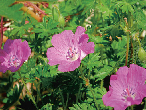 comment faire un jardin bio ?,bio-jardin,comment entretenir un jardin bio ?,au jardin bio,quelle terre pour jardin potager,jardin en biodynamie,jardin bio un moment pour soi,jardin bio produits,jardin bio petit bonheur,potager bio sans pesticide,jardin bio avis,jardin bio calme et sérénité,jardin bio etic,jardin biodiversité