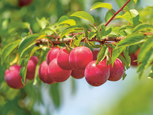 comment faire un jardin bio ?,bio-jardin,comment entretenir un jardin bio ?,au jardin bio,quelle terre pour jardin potager,jardin en biodynamie,jardin bio un moment pour soi,jardin bio produits,jardin bio petit bonheur,potager bio sans pesticide,jardin bio avis,jardin bio calme et sérénité,jardin bio etic,jardin biodiversité