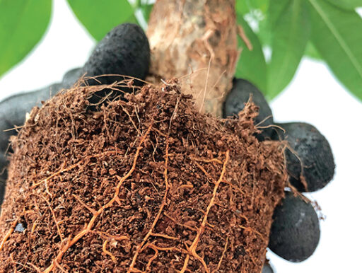 comment faire un jardin bio ?,bio-jardin,comment entretenir un jardin bio ?,au jardin bio,quelle terre pour jardin potager,jardin en biodynamie,jardin bio un moment pour soi,jardin bio produits,jardin bio petit bonheur,potager bio sans pesticide,jardin bio avis,jardin bio calme et sérénité,jardin bio etic,jardin biodiversité