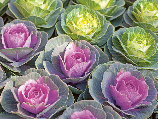 comment faire un jardin bio ?,bio-jardin,comment entretenir un jardin bio ?,au jardin bio,quelle terre pour jardin potager,jardin en biodynamie,jardin bio un moment pour soi,jardin bio produits,jardin bio petit bonheur,potager bio sans pesticide,jardin bio avis,jardin bio calme et sérénité,jardin bio etic,jardin biodiversité