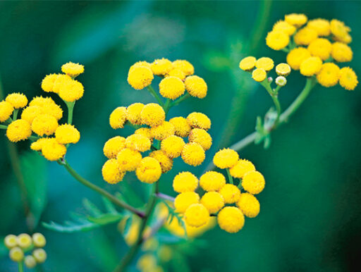 comment faire un jardin bio ?,bio-jardin,comment entretenir un jardin bio ?,au jardin bio,quelle terre pour jardin potager,jardin en biodynamie,jardin bio un moment pour soi,jardin bio produits,jardin bio petit bonheur,potager bio sans pesticide,jardin bio avis,jardin bio calme et sérénité,jardin bio etic,jardin biodiversité