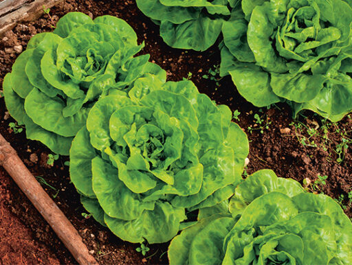 comment faire un jardin bio ?,bio-jardin,comment entretenir un jardin bio ?,au jardin bio,quelle terre pour jardin potager,jardin en biodynamie,jardin bio un moment pour soi,jardin bio produits,jardin bio petit bonheur,potager bio sans pesticide,jardin bio avis,jardin bio calme et sérénité,jardin bio etic,jardin biodiversité