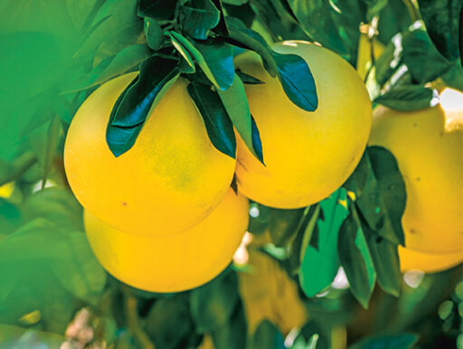 comment faire un jardin bio ?,bio-jardin,comment entretenir un jardin bio ?,au jardin bio,quelle terre pour jardin potager,jardin en biodynamie,jardin bio un moment pour soi,jardin bio produits,jardin bio petit bonheur,potager bio sans pesticide,jardin bio avis,jardin bio calme et sérénité,jardin bio etic,jardin biodiversité