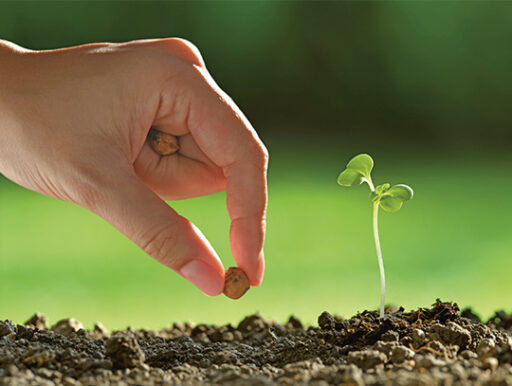 comment faire un jardin bio ?,bio-jardin,comment entretenir un jardin bio ?,au jardin bio,quelle terre pour jardin potager,jardin en biodynamie,jardin bio un moment pour soi,jardin bio produits,jardin bio petit bonheur,potager bio sans pesticide,jardin bio avis,jardin bio calme et sérénité,jardin bio etic,jardin biodiversité