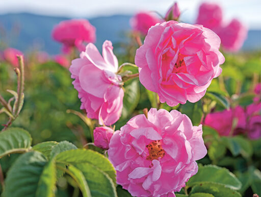 comment faire un jardin bio ?,bio-jardin,comment entretenir un jardin bio ?,au jardin bio,quelle terre pour jardin potager,jardin en biodynamie,jardin bio un moment pour soi,jardin bio produits,jardin bio petit bonheur,potager bio sans pesticide,jardin bio avis,jardin bio calme et sérénité,jardin bio etic,jardin biodiversité