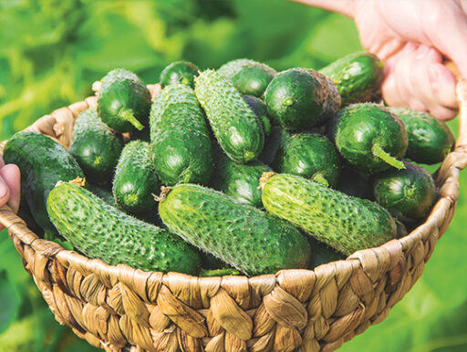 comment faire un jardin bio ?,bio-jardin,comment entretenir un jardin bio ?,au jardin bio,quelle terre pour jardin potager,jardin en biodynamie,jardin bio un moment pour soi,jardin bio produits,jardin bio petit bonheur,potager bio sans pesticide,jardin bio avis,jardin bio calme et sérénité,jardin bio etic,jardin biodiversité