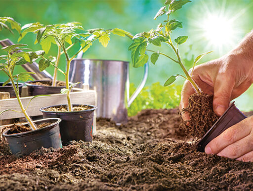 comment faire un jardin bio ?,bio-jardin,comment entretenir un jardin bio ?,au jardin bio,quelle terre pour jardin potager,jardin en biodynamie,jardin bio un moment pour soi,jardin bio produits,jardin bio petit bonheur,potager bio sans pesticide,jardin bio avis,jardin bio calme et sérénité,jardin bio etic,jardin biodiversité