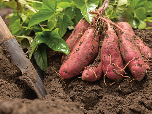 comment faire un jardin bio ?,bio-jardin,comment entretenir un jardin bio ?,au jardin bio,quelle terre pour jardin potager,jardin en biodynamie,jardin bio un moment pour soi,jardin bio produits,jardin bio petit bonheur,potager bio sans pesticide,jardin bio avis,jardin bio calme et sérénité,jardin bio etic,jardin biodiversité