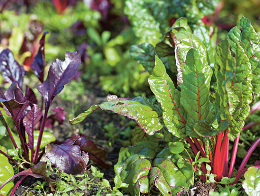 comment faire un jardin bio ?,bio-jardin,comment entretenir un jardin bio ?,au jardin bio,quelle terre pour jardin potager,jardin en biodynamie,jardin bio un moment pour soi,jardin bio produits,jardin bio petit bonheur,potager bio sans pesticide,jardin bio avis,jardin bio calme et sérénité,jardin bio etic,jardin biodiversité