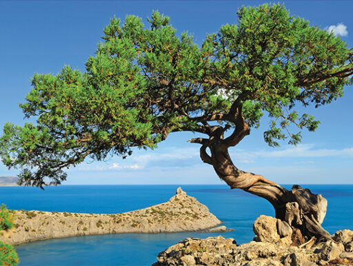 comment faire un jardin bio ?,bio-jardin,comment entretenir un jardin bio ?,au jardin bio,quelle terre pour jardin potager,jardin en biodynamie,jardin bio un moment pour soi,jardin bio produits,jardin bio petit bonheur,potager bio sans pesticide,jardin bio avis,jardin bio calme et sérénité,jardin bio etic,jardin biodiversité