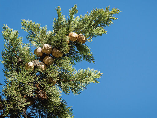 comment faire un jardin bio ?,bio-jardin,comment entretenir un jardin bio ?,au jardin bio,quelle terre pour jardin potager,jardin en biodynamie,jardin bio un moment pour soi,jardin bio produits,jardin bio petit bonheur,potager bio sans pesticide,jardin bio avis,jardin bio calme et sérénité,jardin bio etic,jardin biodiversité