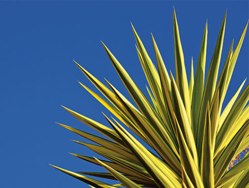 comment faire un jardin bio ?,bio-jardin,comment entretenir un jardin bio ?,au jardin bio,quelle terre pour jardin potager,jardin en biodynamie,jardin bio un moment pour soi,jardin bio produits,jardin bio petit bonheur,potager bio sans pesticide,jardin bio avis,jardin bio calme et sérénité,jardin bio etic,jardin biodiversité