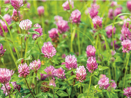 comment faire un jardin bio ?,bio-jardin,comment entretenir un jardin bio ?,au jardin bio,quelle terre pour jardin potager,jardin en biodynamie,jardin bio un moment pour soi,jardin bio produits,jardin bio petit bonheur,potager bio sans pesticide,jardin bio avis,jardin bio calme et sérénité,jardin bio etic,jardin biodiversité