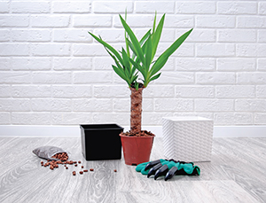 Yucca