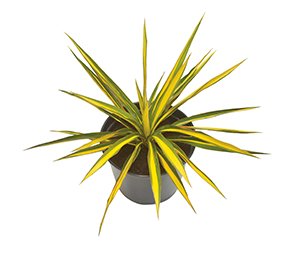 Yucca