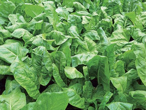 comment faire un jardin bio ?,bio-jardin,comment entretenir un jardin bio ?,au jardin bio,quelle terre pour jardin potager,jardin en biodynamie,jardin bio un moment pour soi,jardin bio produits,jardin bio petit bonheur,potager bio sans pesticide,jardin bio avis,jardin bio calme et sérénité,jardin bio etic,jardin biodiversité