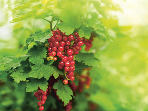 comment faire un jardin bio ?,bio-jardin,comment entretenir un jardin bio ?,au jardin bio,quelle terre pour jardin potager,jardin en biodynamie,jardin bio un moment pour soi,jardin bio produits,jardin bio petit bonheur,potager bio sans pesticide,jardin bio avis,jardin bio calme et sérénité,jardin bio etic,jardin biodiversité